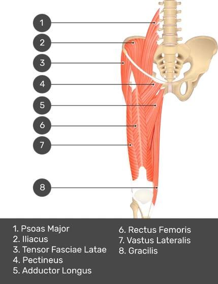A quiz image of the anterior view of the thigh, pelvis and lower section of the vertebral column. The muscles of the anterior thigh are numbered 1 to 9. The answers revealed at the bottom are as follows 1. Psoas Major 2. Iliacus 3. Tensor Fasciae Latae 4. Pectineus 5. Adductor Longus 6. Rectus Femoris 7. Vastus Lateralis 8. Gracilis.