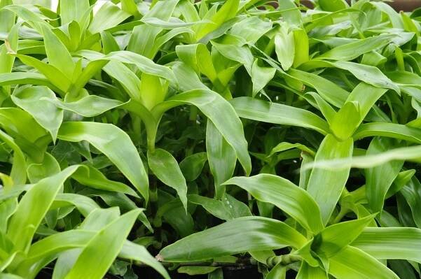 ADAVO - Fotogalerie - Kategorie: Kalísie voňavá, Callisia fragrans - Obrázek: Kalísie voňavá
