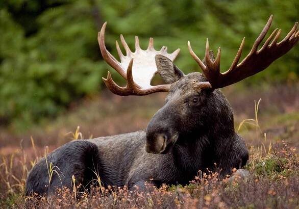 What’s the difference between horns vs. antlers? | Gulo in Nature
