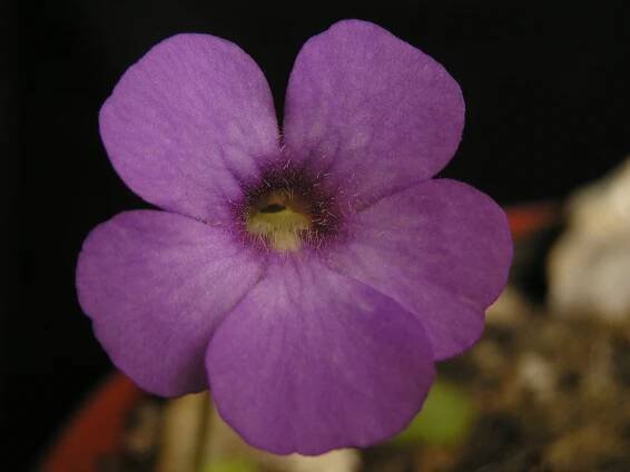 Pinguicula pilosa × moctezumae