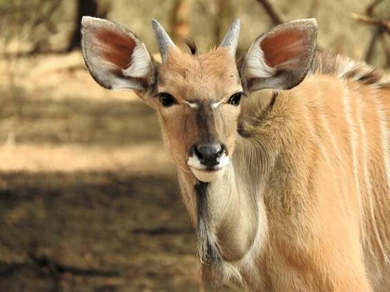 Afrika jinak: Ochrana antilop a velkých zvířat v západoafrické savaně