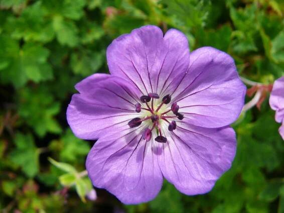 Kakost 'Buxton's Variety' - Geranium wallichianum 'Buxton's Variety'