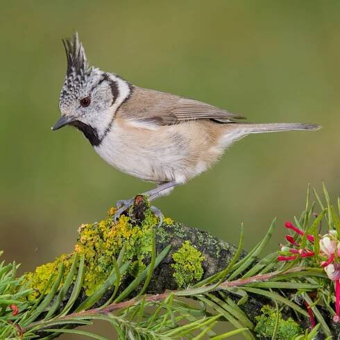 Sýkora parukářka (Lophophanes cristatus) – Pedro Valverde Facal / Shutterstock