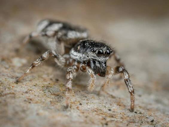 Základová fotografie na téma arachnofobie, bílé pozadí, blízko zaměření, čeleď pavoukovců, chlupatý, detail, detailní, divočina