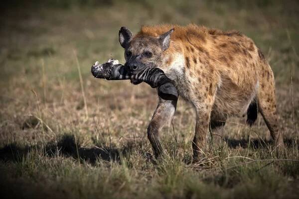 hyena s kořistí v tlamě na poli v tanzanii - hyenovití - stock snímky, obrázky a fotky