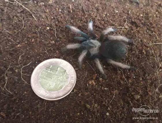 Sklípkan Brachypelma emilia - mláďata - foto 4