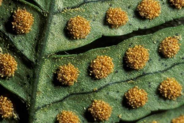 Fern Sporangia