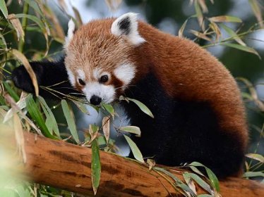 Panda červená | Zoo Olomouc - Svatý Kopeček 