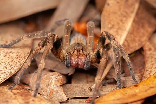 brazilský putující pavouk - nebezpečný jedovatý phoneutria ctenidae - arachnofobie - stock snímky, obrázky a fotky