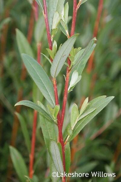 Salix x 'Flame' Willow Variety Grown by Lakeshore Willows | Wainfleet, ON