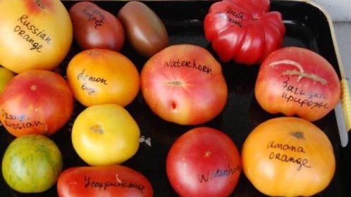 Top 15 nejsladších odrůd rajčat pro skleníky: přehled toho nejlepšího a pomoc při výběru správného typu