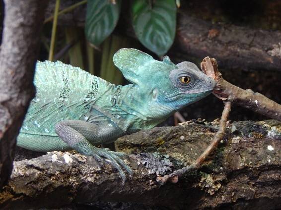 Zoo Hluboká - Dnes výletujeme