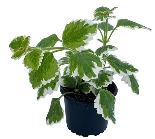Jarní sortiment | CZ-FLORA odbytové družstvo