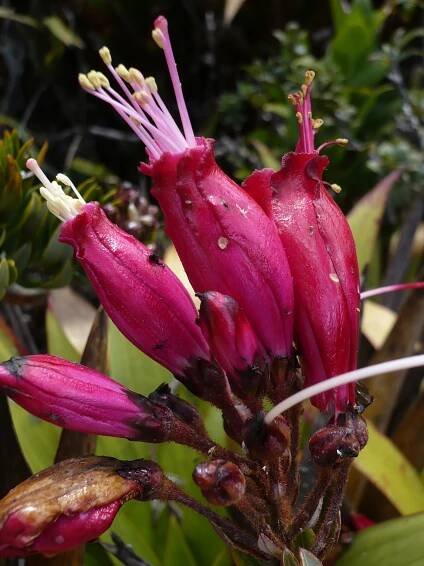 Soubor:Bejaria resinosa, Ericaceae (15357947388).jpg