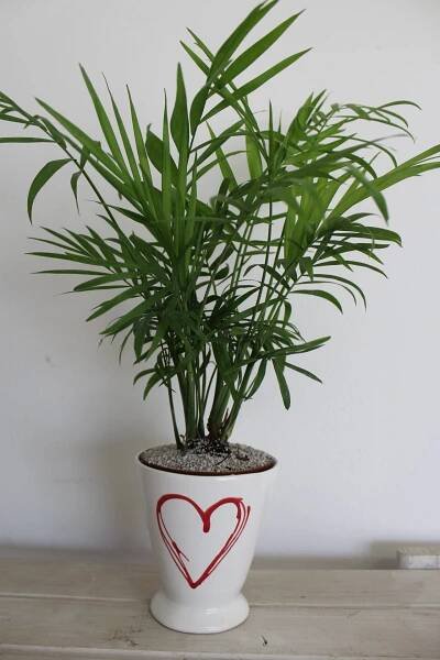 Indoor Plant of the Month for February: Mini 'Love palm' - Life is a Garden