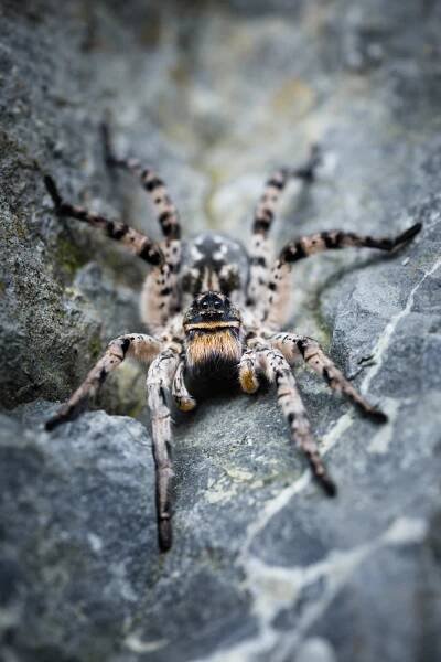 Slíďák tatarský (Lycosa singoriensis)