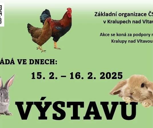 Výstava drobného zvířectva - Králíci na prodej