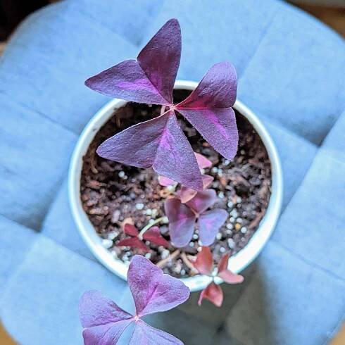 Oxalis Triangularis instagram @plantflix