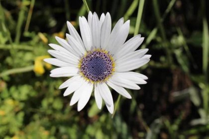 Bílá "Modrooká africká Daisy" květina (nebo Stříbrná Arctotis, Kusgousblom) v Curychu ve Švýcarsku. Jeho latinské jméno je Arctotis Venusta (Syn Arctotis Grandis), původem z Jižní Afriky. — Stock fotografie