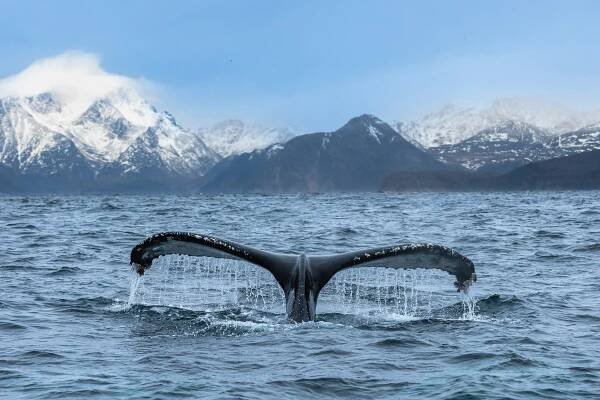 Tajemství, které drží oceánské ekosystémy pohromadě. Velryby hnojí oceán svým trusem | Radio Wave