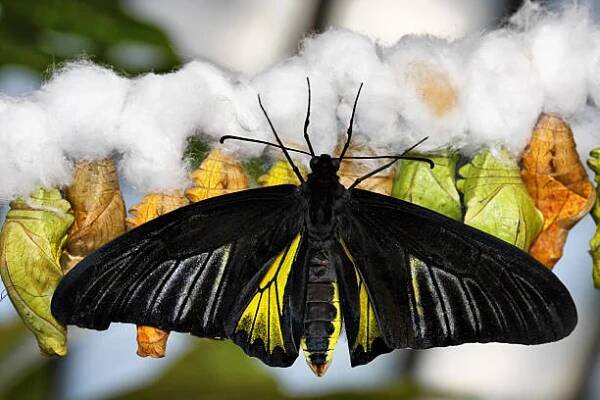 motýl a kokony - ornithoptera euphorion - stock snímky, obrázky a fotky