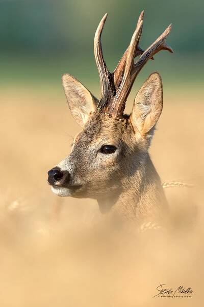 Oblíbené fotografie | Štěpán Mikulka | Wildlife fotograf