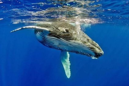 Agresivní bratranci velryb: Co jste (možná) nevěděli o hroších? | 100+1 zahraniční zajímavost