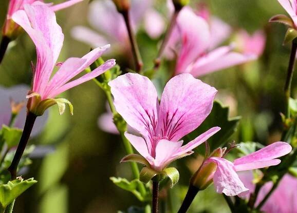 Flora | Freed From Time