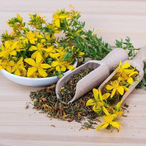 Medicinal Herb Seeds
