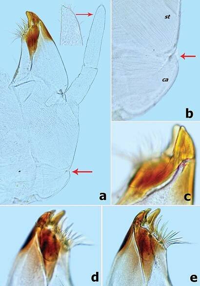 First contribution to the genera Branchiobaetis and Megabranchiella (Ephemeroptera, Baetidae) in China, with descriptions of two new species
