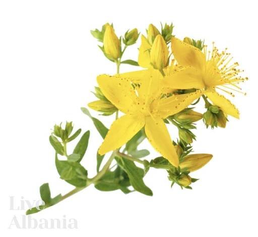 BIO Divoká Třezalka tečkovaná (Hypericum perforatum) - macerovaný olej z Kosova