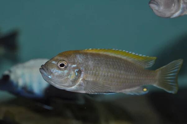 Cynotilapia aurifrons Mphanga Rocks | Malawi Cichlid