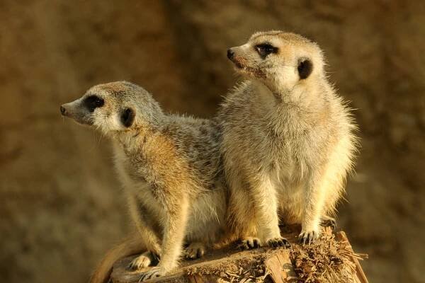 Surikata | Zoo Olomouc - Svatý Kopeček