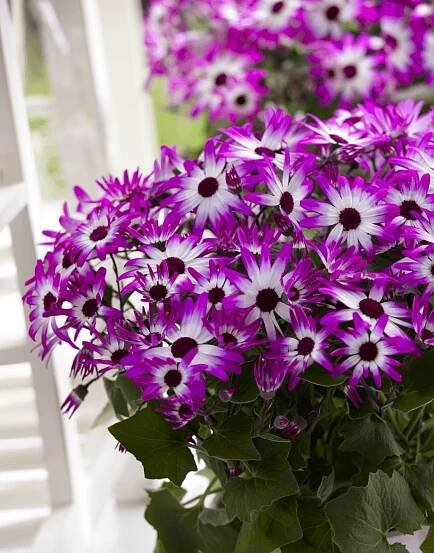 Senetti Magenta Bicolor