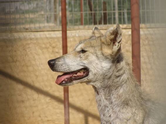 Soubor:Canis lupus female head.JPG