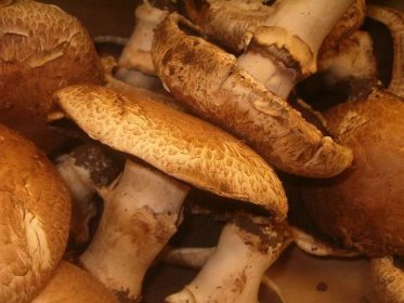 Soubor:Portobello mushrooms.jpg – Wikipedie