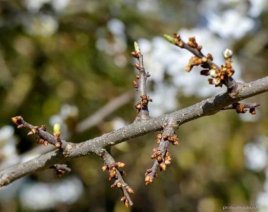 Trnka obecná - Prunus spinosa