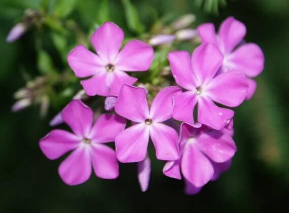 Plamenka Phlox paniculata