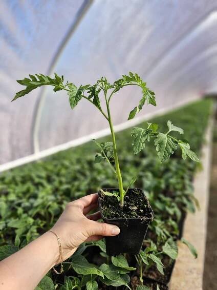 RAJČE BLACK CHERRY TMAVÉ SALÁTOVÉ |SAZENICE P 7.5| SADBA Země Polsko