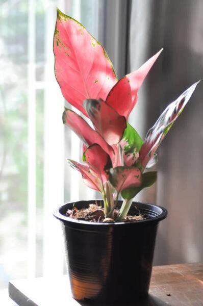 Aglaonema 'Pink Star' (Aglaonema commutatum 'Pink Star')