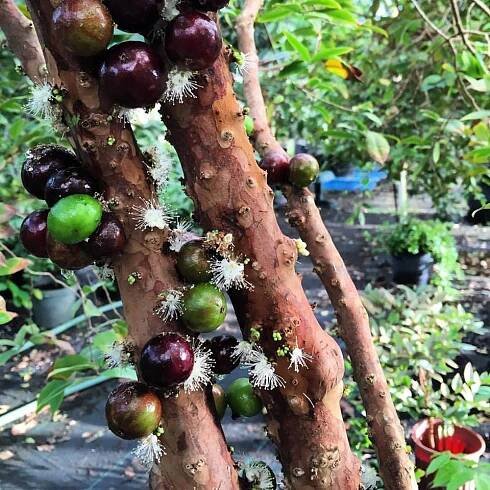 Jaboticaba Tree - Sabara (Plinia cauliflora) 4"