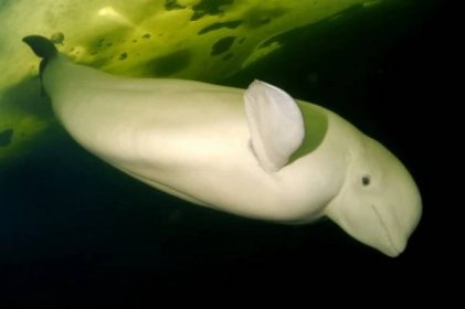 About the beluga | Russian Geographical Society