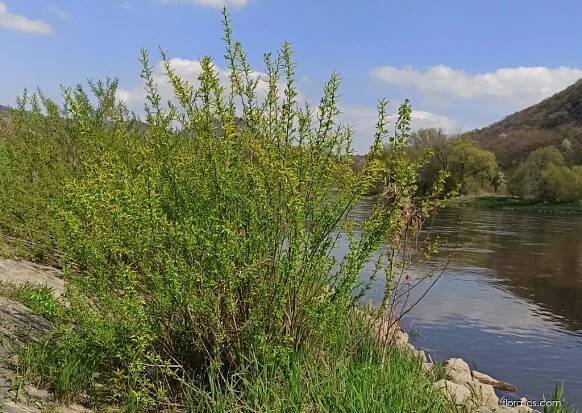 Vrba trojmužná (Salix triandra)
