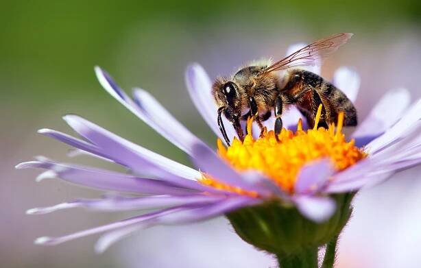 Why bees are essential to people and planet