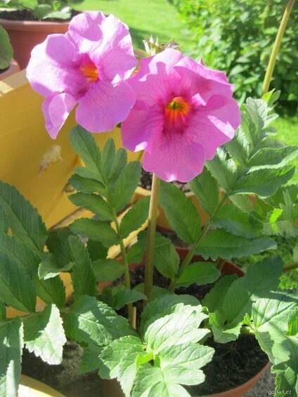 Dvojostice Delavayova - Incarvillea delavayi