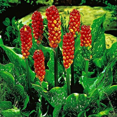 Italienischer Aronstab (x3) - Arum italicum - Bakker
