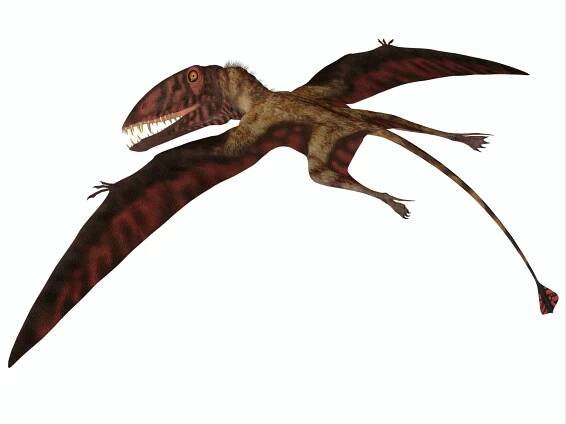 Fascinating Dimorphodon Facts