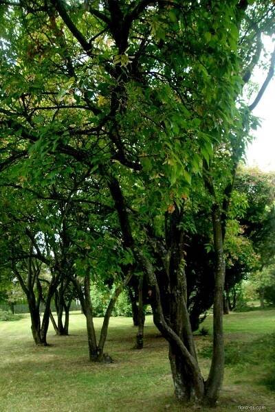Javor ginnala (Acer ginnala)