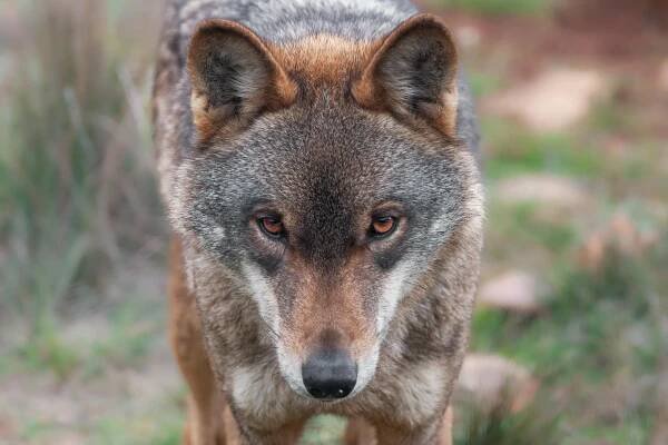 bezplatná Základová fotografie zdarma na téma canis lupus, chování zvířat, detail Základová fotografie