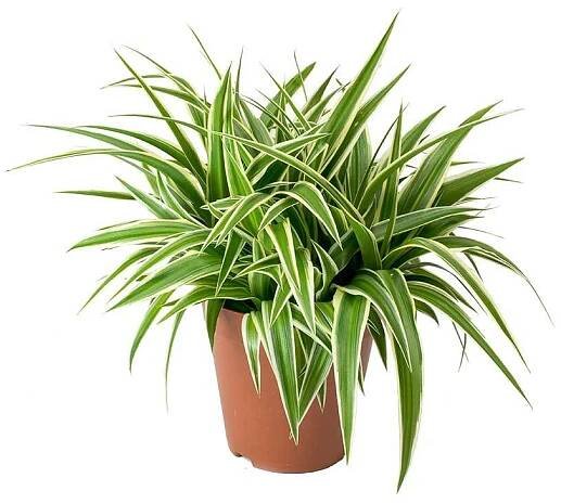 Zelenec - Chlorophytum - variegatum (pruhovan�)